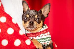 chien chihuahua dans les bras de la jeune fille. thème de noël chihuahua. nouvel an, vacances. photo