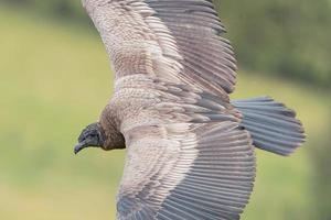 Condor des Andes en vol en Equateur photo