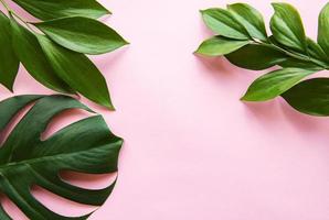 feuilles tropicales et feuille de monstera photo