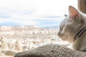 minou kat par la fenêtre photo