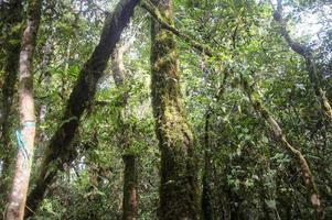 la forêt tropicale photo