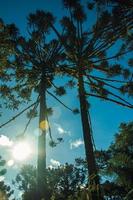 cime des pins avec la lumière du soleil passant à travers les branches dans le parc national aparados da serra près de cambara do sul. une petite ville de campagne dans le sud du brésil avec des attractions touristiques naturelles étonnantes. photo