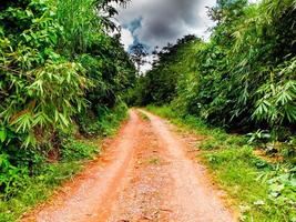 jungle le long d'un chemin de terre photo