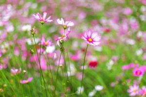 le cosmos de fleurs roses fleurit magnifiquement dans le jardin. photo