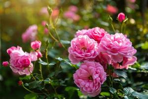belle rose rose sur la roseraie en été dans un jardin. photo