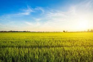 beau champ de maïs vert avec fond de ciel coucher de soleil.