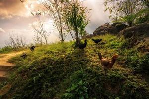 poulet brun sur l'herbe verte au coucher du soleil vue sur la chaîne de montagnes sur le sentier de la nature dans le parc national de phu thap buek à phetchabun, en thaïlande. photo