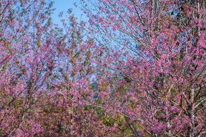 fleur de cerisier prunus cerasoides ou cerisier sauvage de l'Himalaya, fleur de tigre géant à phu lom lo, phetchaboon, thaïlande. photo