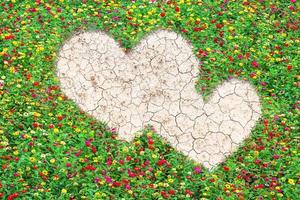 Champ en forme de coeur de zinnia commun magnifiquement avec des feuilles vertes poussant sur un sol sec brun ou un fond de texture de sol fissuré.concept d'amour photo