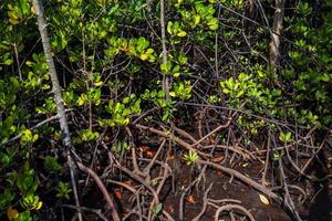 la mangrove forestière à chanthaburi en thaïlande. photo