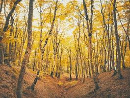 forêt de sabaduri en automne photo
