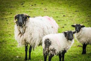 mouton en irlande photo