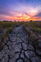 sol sec brun ou texture de sol fissuré avec champ de maïs vert avec fond de ciel coucher de soleil. photo