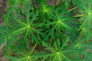 vert daun pepaya ou fond de feuille de papaye dans le jardin de la nature. photo