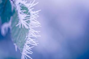 plantes gelées en hiver avec le givre. plantes d'hiver turquoise dans les rayons du soleil. scène d'hiver. Conception d'art de fleurs d'hiver de beauté floue rétroéclairée. photo