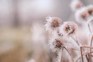 plantes gelées en hiver avec le givre. plantes d'hiver turquoise dans les rayons du soleil. scène d'hiver. conception d'art de fleurs d'hiver de beauté floue rétroéclairée. photo