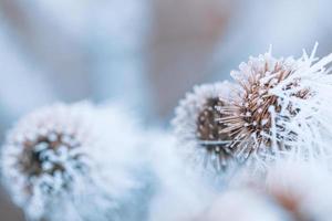 plantes gelées en hiver avec le givre. plantes d'hiver turquoise dans les rayons du soleil. scène d'hiver. conception d'art de fleurs d'hiver de beauté floue rétroéclairée.