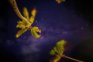 photo de nuit avec palmiers et voie lactée en arrière-plan, nuit tropicale chaude