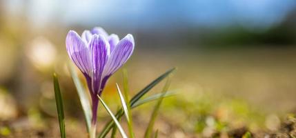 belles fleurs printanières douces, paysage naturel flou flou. crocus devant le coucher du soleil, avec un doux bokeh au coucher du soleil photo