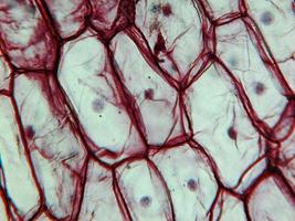 micrographie d'épiderme d'oignon photo