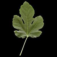 feuille de vigne isolée photo