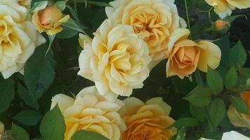fleur rose jaune dans le jardin photo
