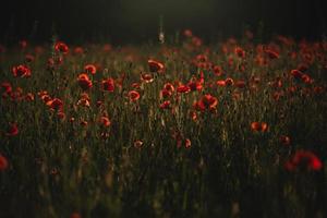 champ de coquelicots rouges. le soleil se couche sur un champ de coquelicots à la campagne photo