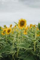 champ de tournesols photo