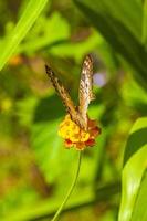 papillon tropical sur plante fleurie en forêt et nature mexique.
