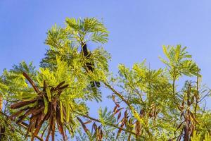 Le quiscale bronzé à grande queue se trouve sur la couronne d'arbres tropicaux au Mexique.