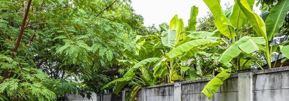 forêt tropicale dschungel nature derrière les murs en thaïlande. photo