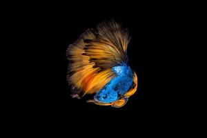 Poisson betta coloré,poisson de combat siamois en mouvement sur fond noir photo