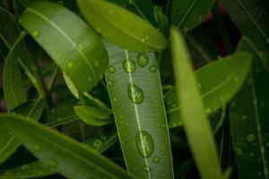 gouttes d'eau sur les feuilles photo