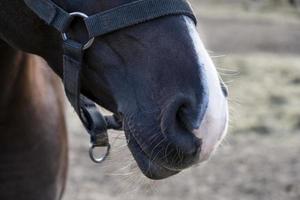 gros plan du museau du cheval alezan avec nez blanc photo