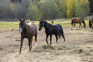 Les chevaux de ferme paissent dans le paddock le jour de l'automne photo