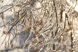 fond naturel avec des cristaux de glace sur les plantes après une pluie glacée. photo