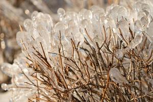 fond naturel avec des cristaux de glace sur les plantes après une pluie glacée. photo