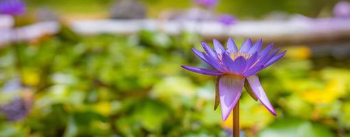 fleurs de lotus violet dans un lac de jardin tropical, étang. nature florale avec paysage de jungle floue photo