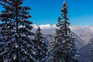 pins couverts de neige avec chaîne de montagnes en arrière-plan