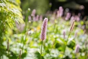 fleurs d'été au Royaume-Uni photo