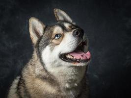 husky sibérien aux yeux bleus photo