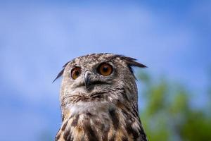 sanctuaire de hibou royaume-uni photo