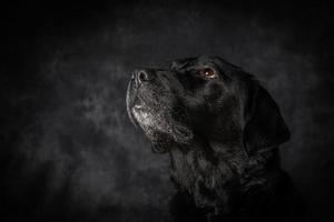 labrador retriever noir photo