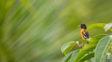 oriole de baltimore en arrière-plan parfait photo