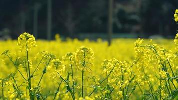 la belle vue sur la campagne avec les fleurs de canola jaune qui fleurissent sur le terrain en chine au printemps photo