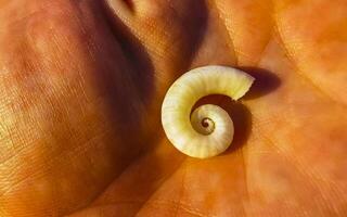 nautile coquille de le mer dans le main sur le plage dans Mexique. photo