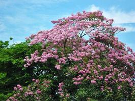 la fleur est un buisson rose plein d'arbres en été sur le ciel bleu. photo