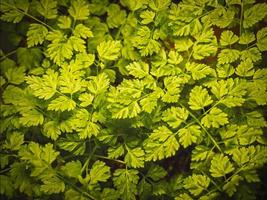 Libre de feuilles de cerfeuil vert sur une plante en croissance photo