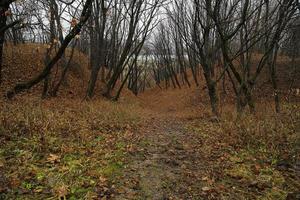 les arbres et les collines. photo