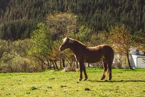 les chevaux paissent sur une pelouse verte sur fond de maison et de montagnes. cheval paissant sur l'herbe verte dans une ferme photo